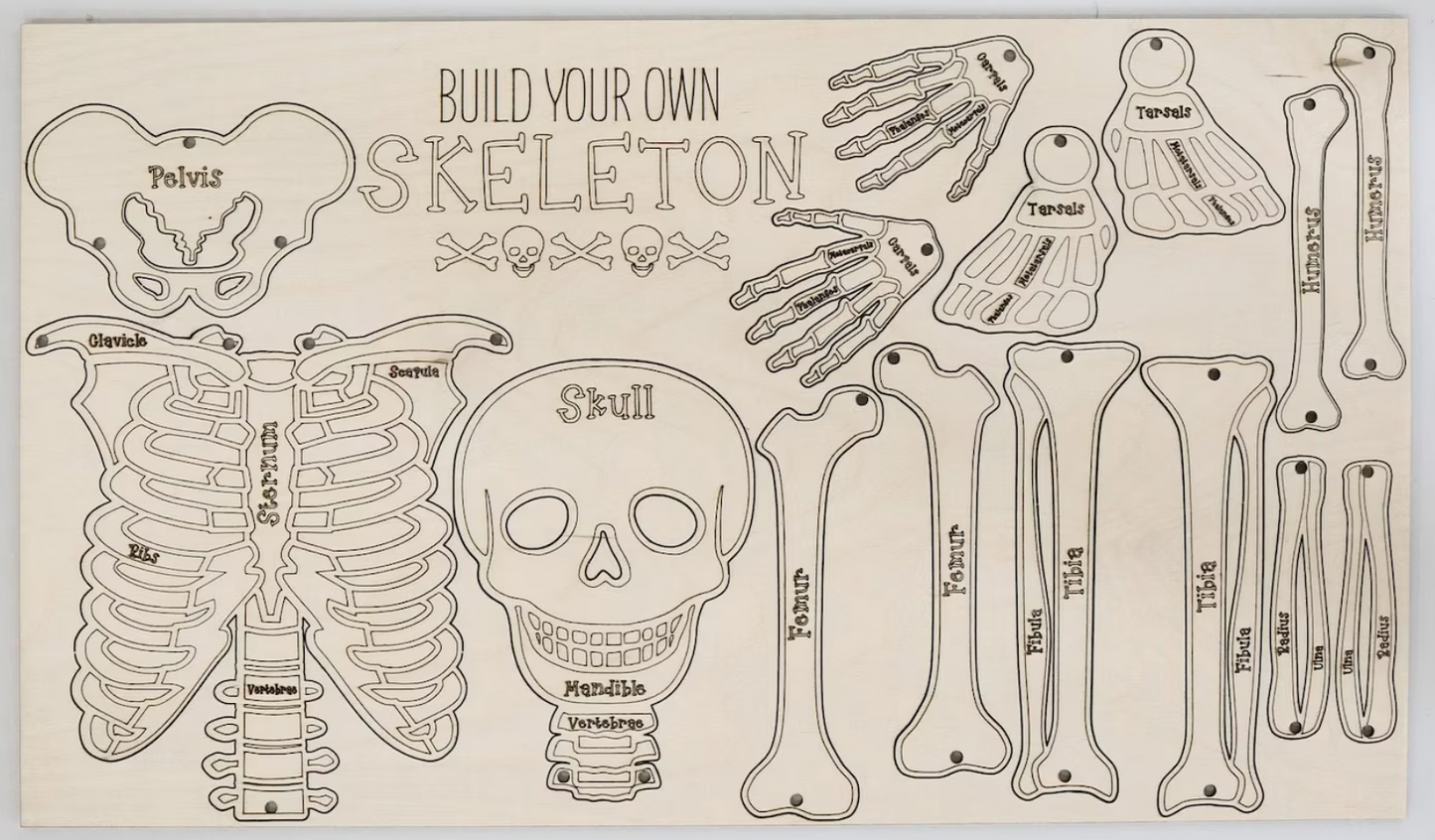 BUILD YOUR OWN SKELETON KIT